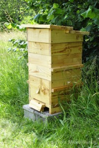 Une ruche Warré dans le jardin, une ruche assez simple à conduire, qui permet d'avoir des abeilles calmes et très peu agressives.