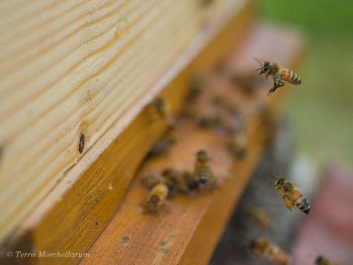 Construire ses ruches - Terra Morchellarum