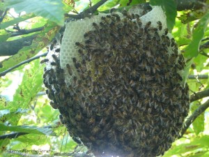 Un essaim d'abeilles s'installe dans un châtaignier et commence à construire les rayons.
