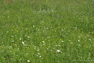 prairie fleurie : une partie de la pelouse du jardin n'est plus tondue systématiquement. Les fleurs réapparaissent ainsi que tout un cortège d'insectes et de petits animaux.