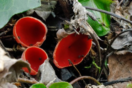 De jolies jeunes pézizes écarlates, Sarcoscypha coccinea, continuent de pousser malgré le soleil et l'absence de pluie.