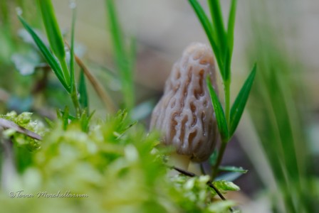 Une jeune morille conique - Morchella conica, en train de pousser grâce à la pluie.