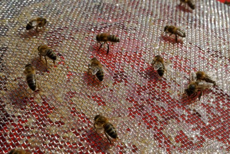Les abeilles récupèrent le miel dans les mailles du filtre et font tomber la cire coincée.