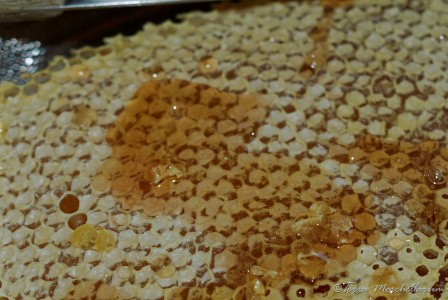 Le miel de brèche est le miel présenté dans ses alvéoles de cire operculées.