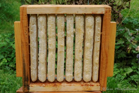 Construction des rayons de cire par les abeilles d'une demi-hausse à miel.