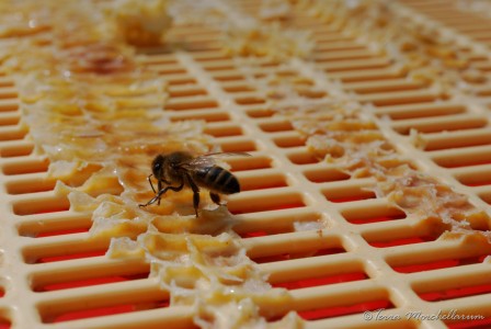 Léchage des grilles à reine par les abeilles.