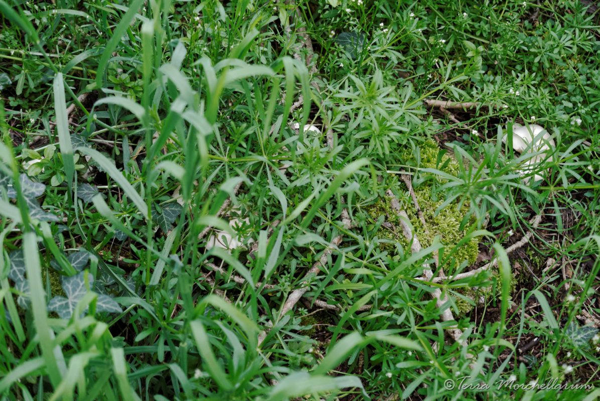 Des tricholomes de le Saint-Georges - Calocybe gambose bien cachés par la végétation
