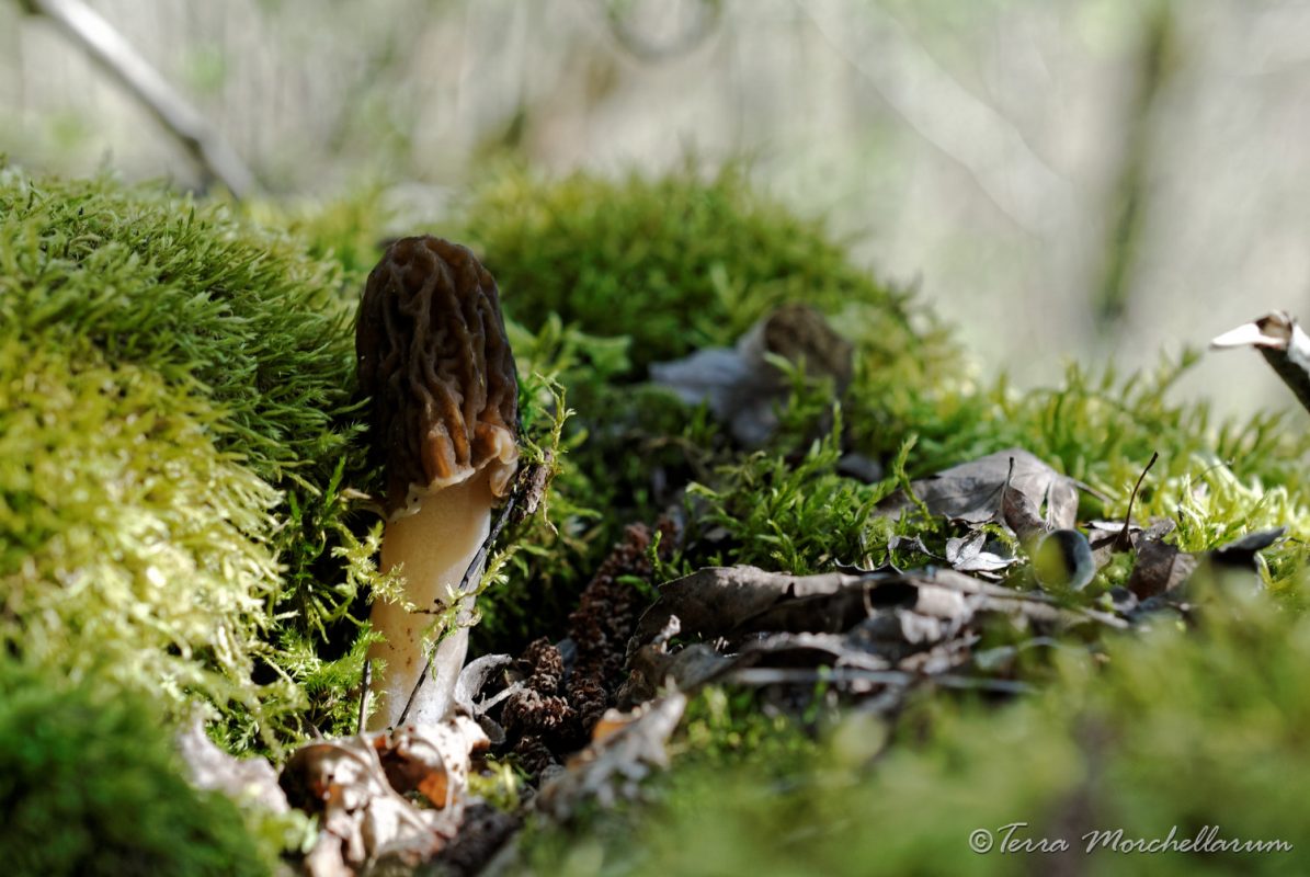La verpe de Bohême - Verpa bohemica, un champignon très esthétique