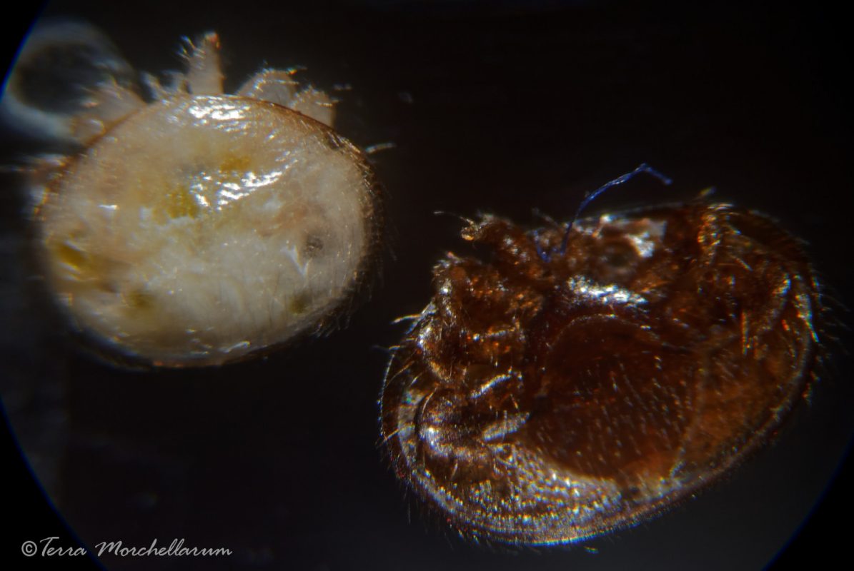 Varroa mâle immature à gauche et femelle mâture à droite