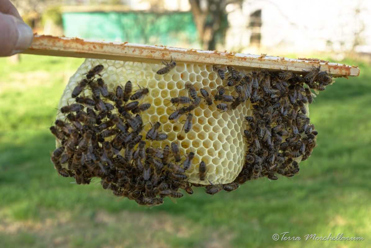 Mes abeilles en plein travail !