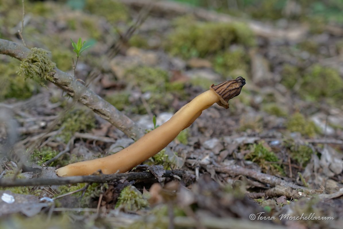 Une verpe de bohême - verpa bohemica d'une taille impressionnante.